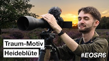 HEIDE fotografieren - Landschaftsfotografie im Sommer | Mit der Eos R6