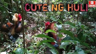 cute ng huli red wild/jungle chicken/fowl labuyo hunting trap screenshot 4