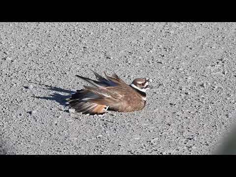 Killdeer | Broken wing display | Part 1