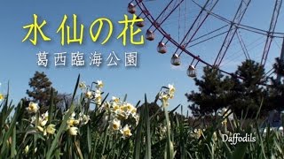 Diamond And Flower Ferris Wheel Edogawa Destimap Destinations On Map