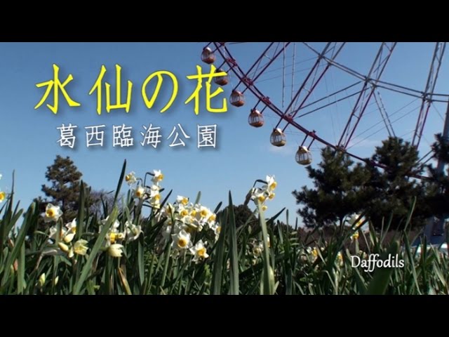 Diamond And Flower Ferris Wheel Edogawa Destimap Destinations On Map