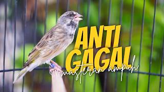 MATERI mewah ANTI GAGAL! Masteran Blackthroat Gacor LAGU LELAH MUDAH DITIRU