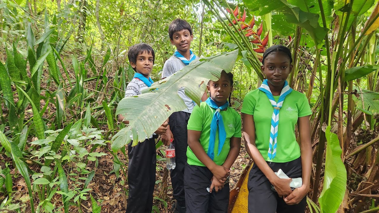 Survival hike with the 2nd Fullerton Scouts #foraging 
