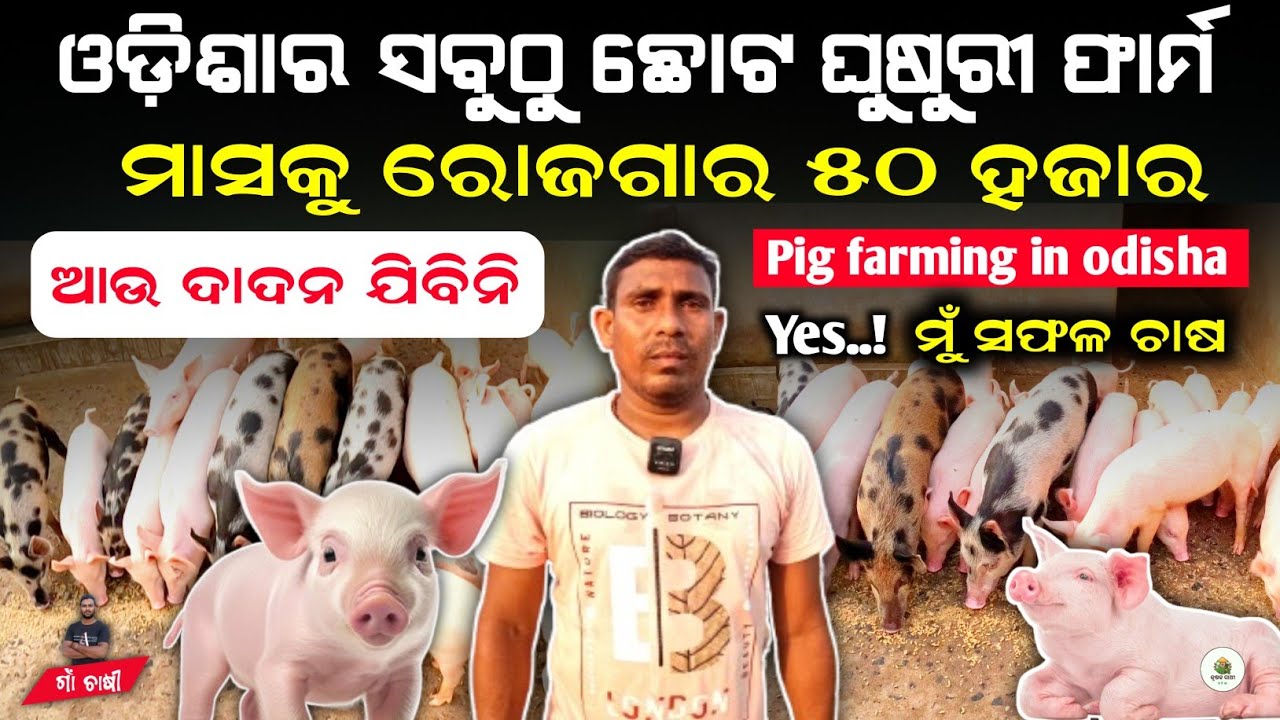 ଦାଦନରୁ ସଫଳ ଘୁଷୁରୀ ଚାଷୀ || White pig farm in odisha | pig farm in odisha | Ghusuri chasa odisha
