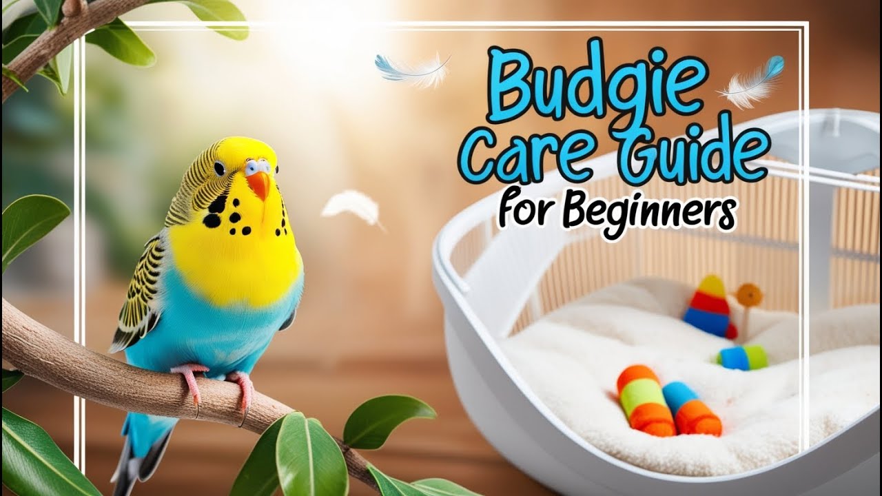 Budgie Care Guide For Beginners How To Take Care Of A Budgie YouTube budgie-care-guide-for-beginners-how-to-take-care-of-a-budgie-youtube