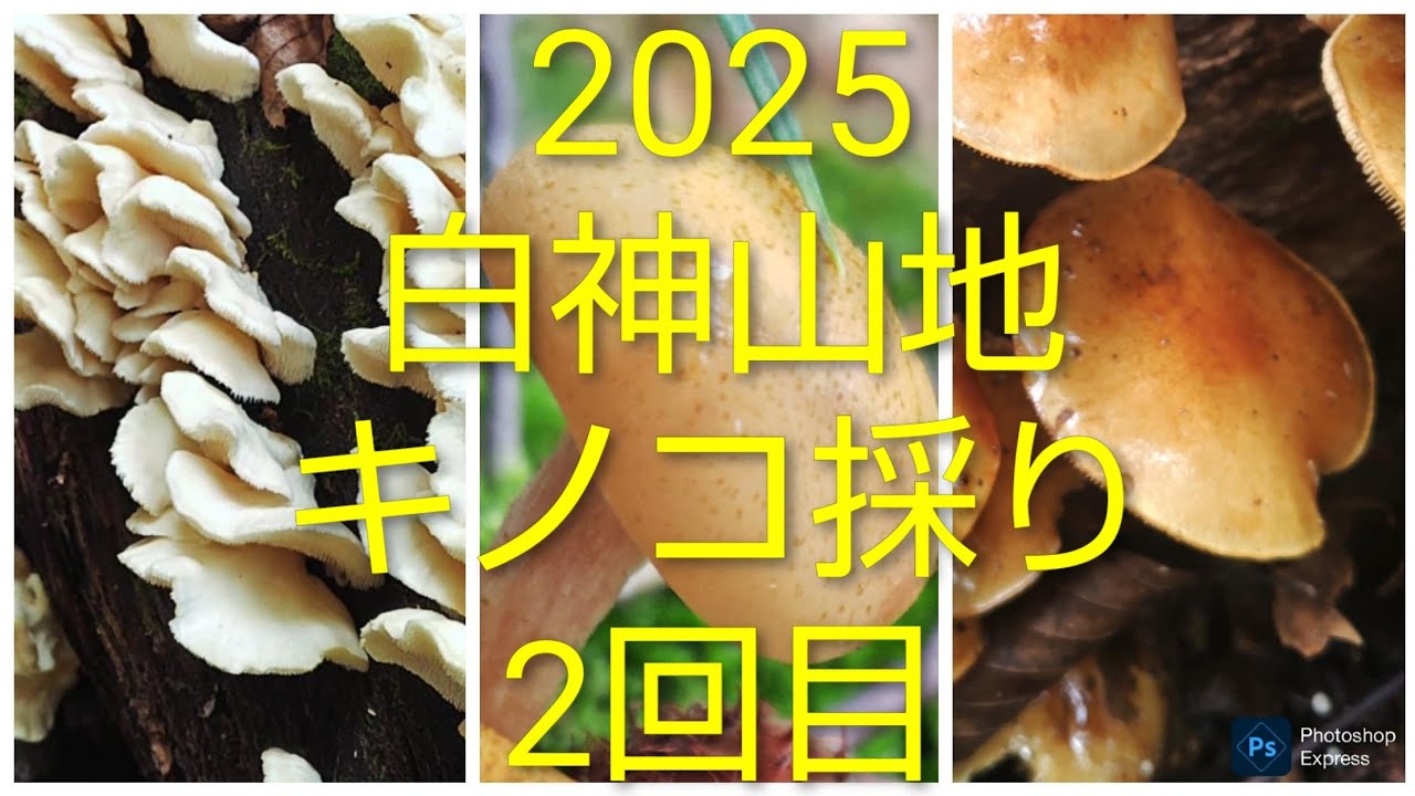 2025 白神山地  キノコ採り 2回目