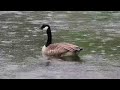 heavy rain walkthrough | autogenic training | instant relief music | spruce forest | sleep better