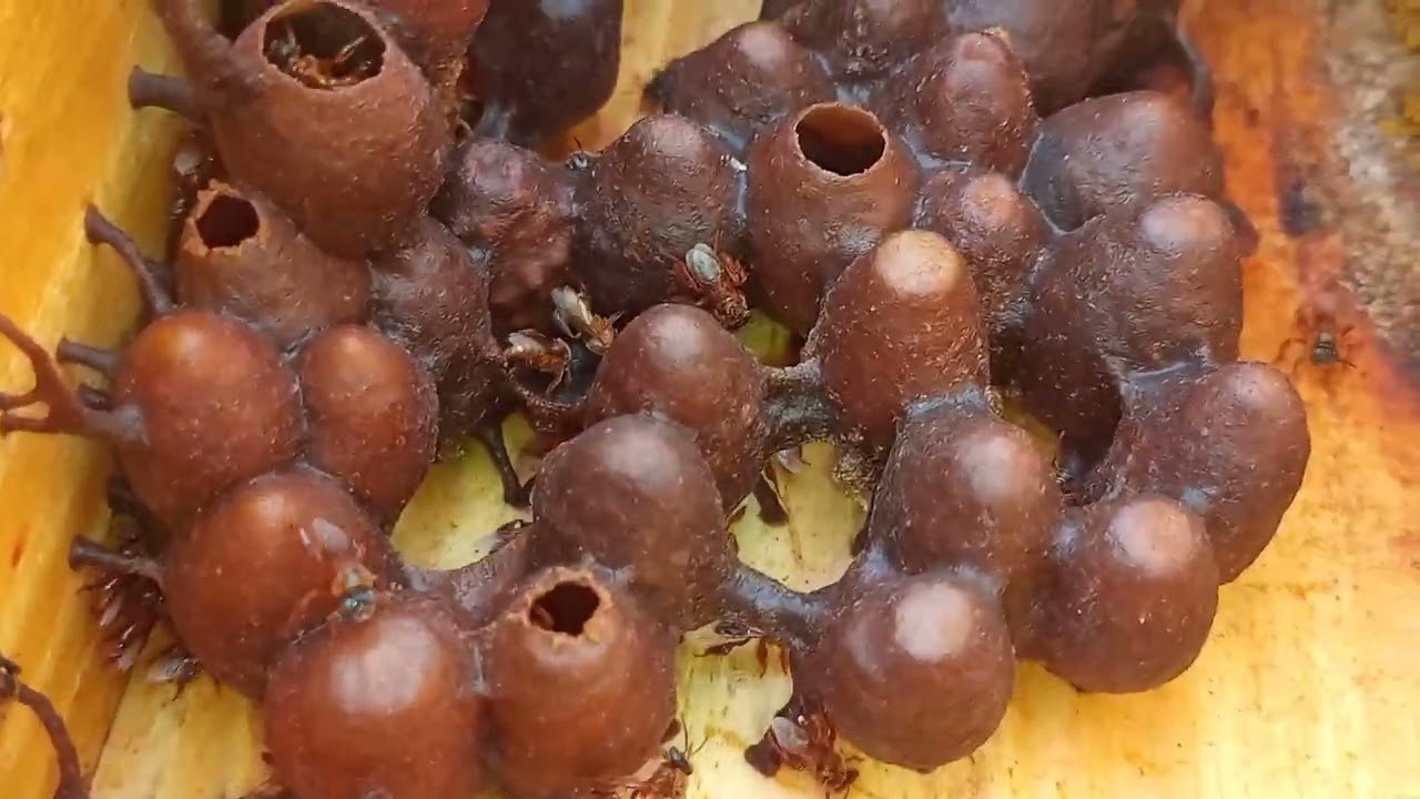 Enxameação natural da abelha moça branca