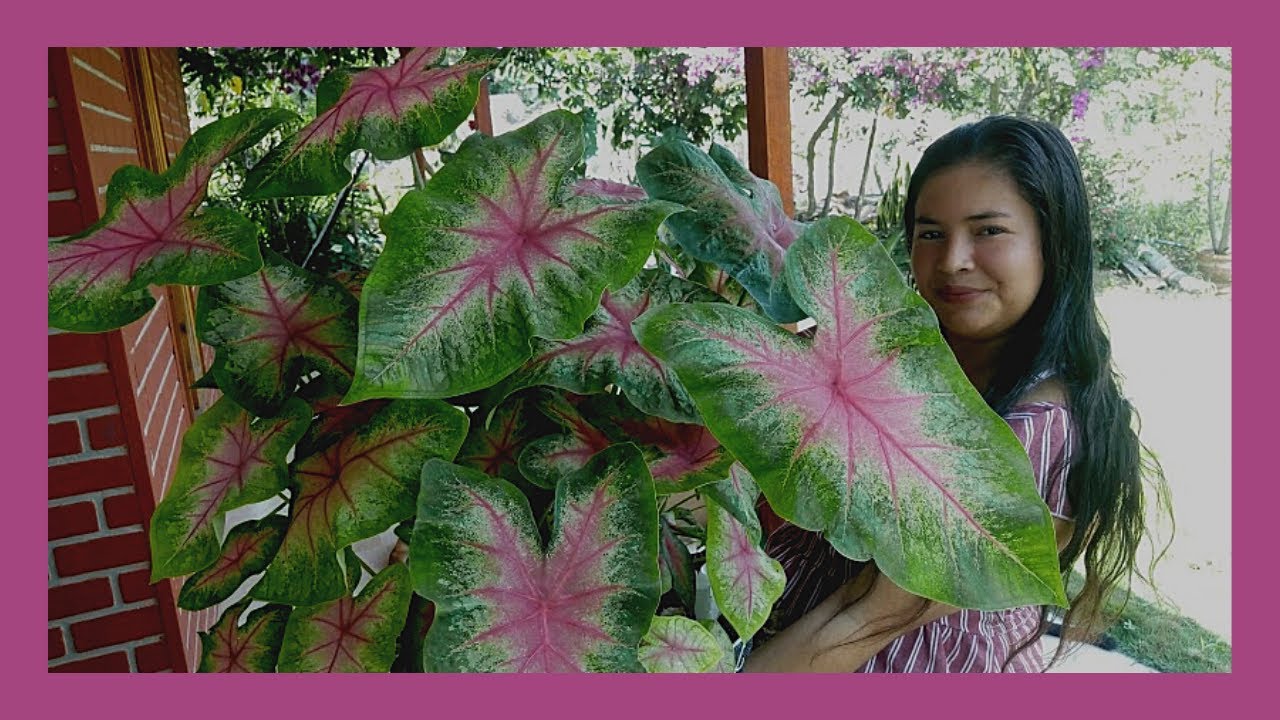 Como cuidar la Begonia doble - Reproduccion Riego Abono - YouTube