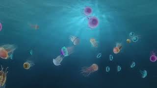 The Opening of Cool Seas at The Deep: Funded by Biffa Award