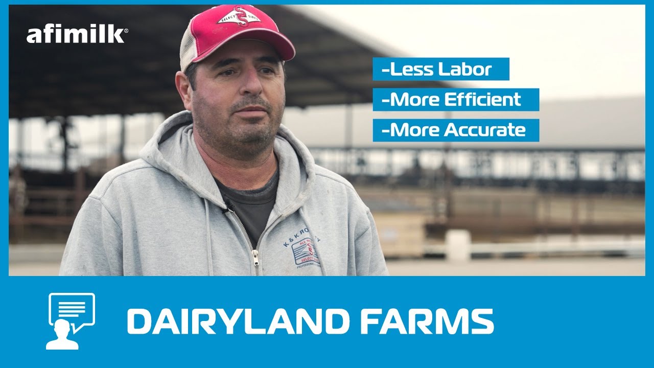 Dairyland Farms Uses Afimilk for More Efficient Operations YouTube