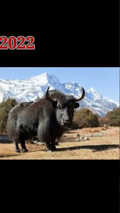 2022 Yak and 3000 bec Yak || #shorts