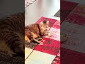 Meine Katze mit ihrer Lieblings-Stoffmaus 😽😻