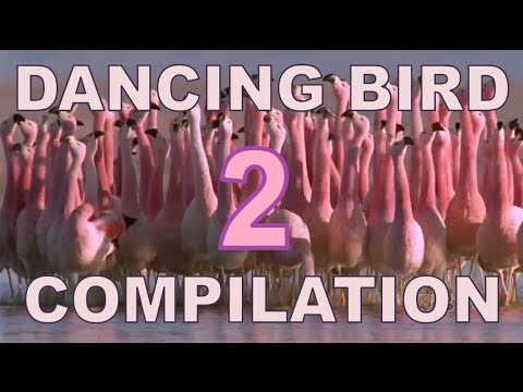 dancing-birds-compilation-(part-2)