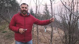Mastering Orchard Layout: Optimal Planting, Canopy Distances, and Leader Systems | Episode 1 |