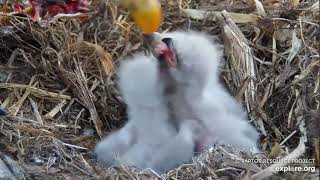 Decorah Eagles 4-10-20, 7 pm Mom closeups, great feeding