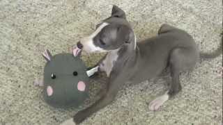 A few things ITALIAN GREYHOUND PUPPY like to play with....