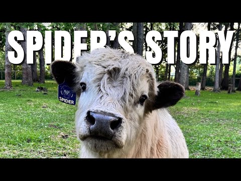 Spider S Story