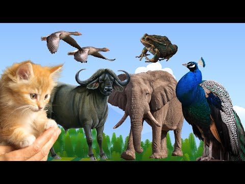 CUTE MOMENTS of ANIMALS AROUND US COW, CAT, ELEPHANT, BUFFALO, FROG