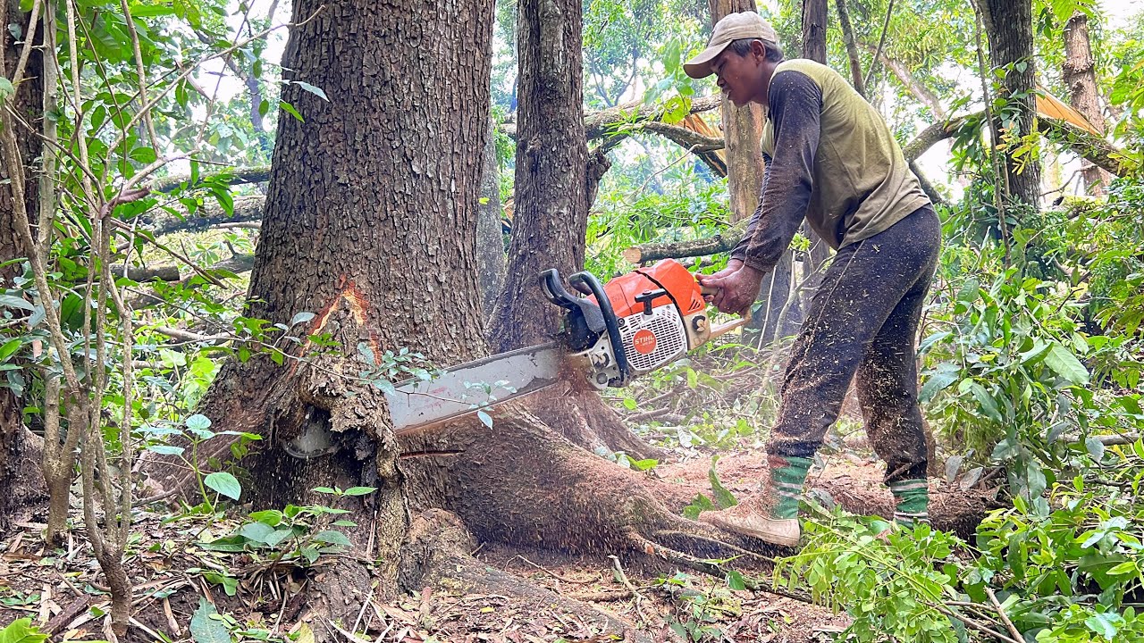 Special Quality !! Cut down a small but old trembesi tree. - YouTube