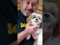 Animal Necessity® Sponsors an Adorable Shih Tzu on Her Path to Wellness #shorts