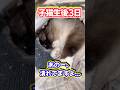 【🌺モアナの子猫日記】赤ちゃん子猫を潰す新米ママ猫🫢‼️ #shorts #子猫 #ラグドール