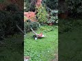 Garden with foxes