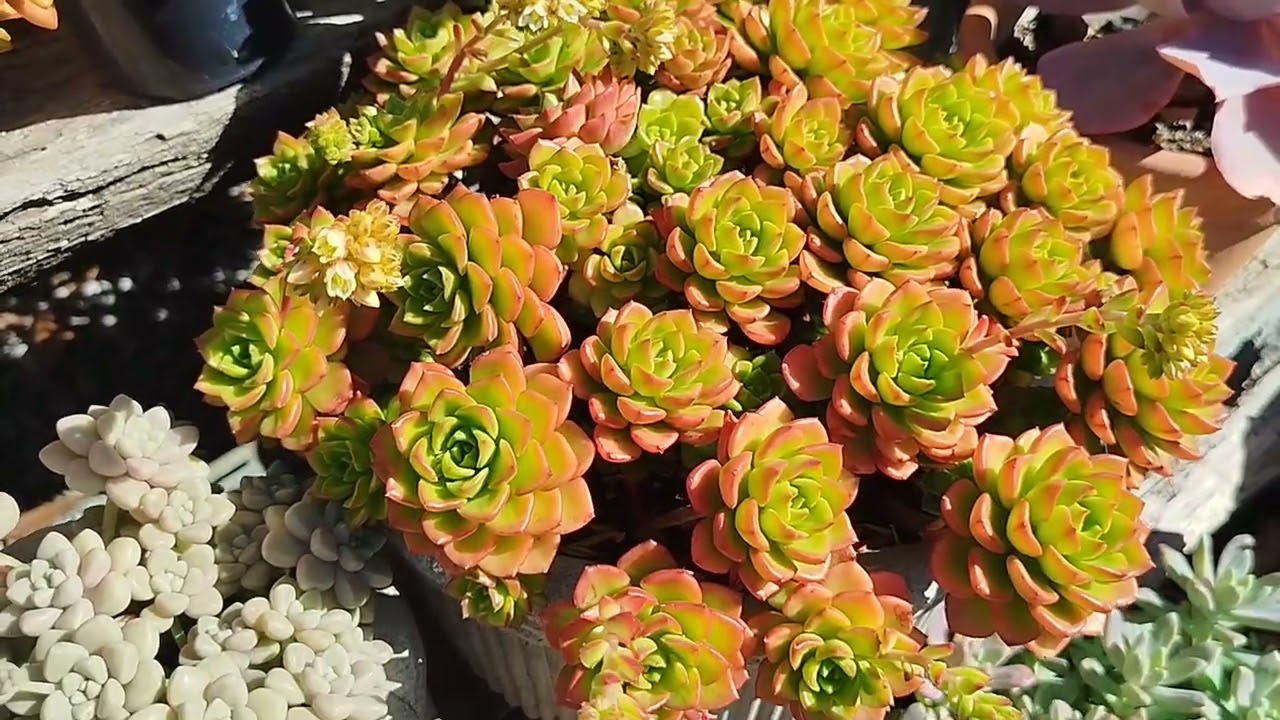 Suculentas sempre bonitas: existe?