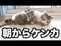 なぜ寝る時は子猫をケージの中に入れてから寝るのか理由を話します #山田猫 #猫まみれ