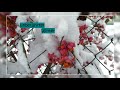 Winter, Schnee, weisse Weihnachten, Tiny House Camp eingeschneit