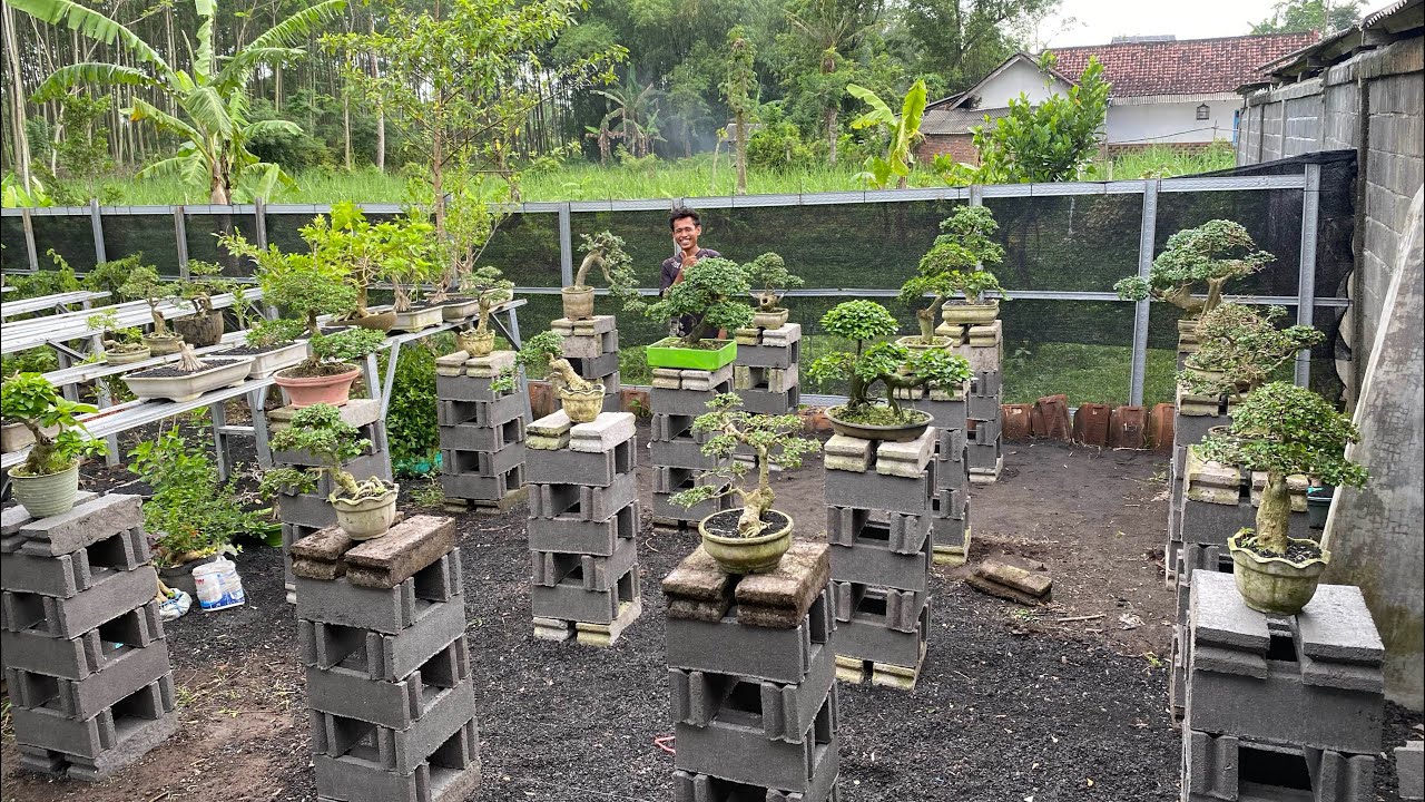 REVIUW BONSAI SIAP PAJANG 😱😱😱HARGA EKONOMIS POLL MINAT WA085150612663