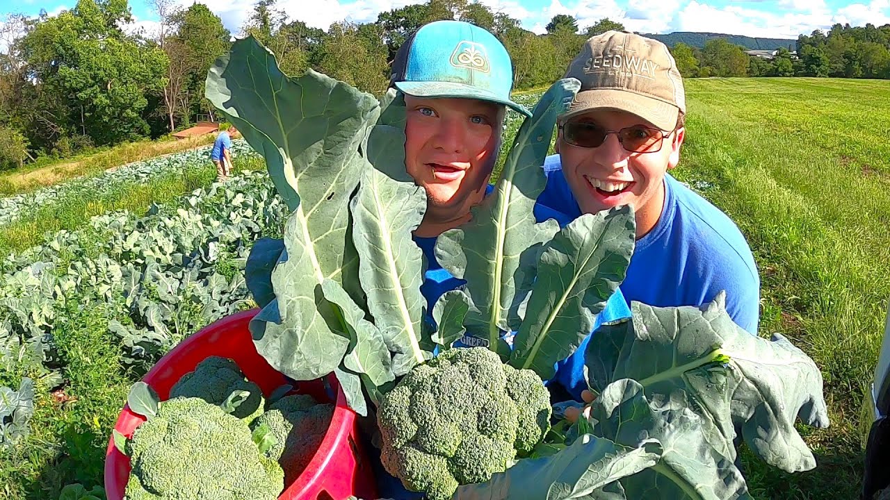 WE HAD THE BEST HARVEST OF 2022 YouTube