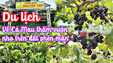 Về Cà Mau xem người dân trồng Nho trên đất phèn mặn