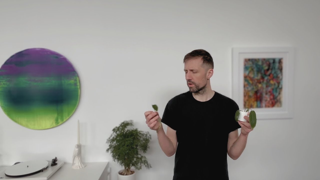 a houseplant rehab - dubious lessons in expectations, progress, and growth.