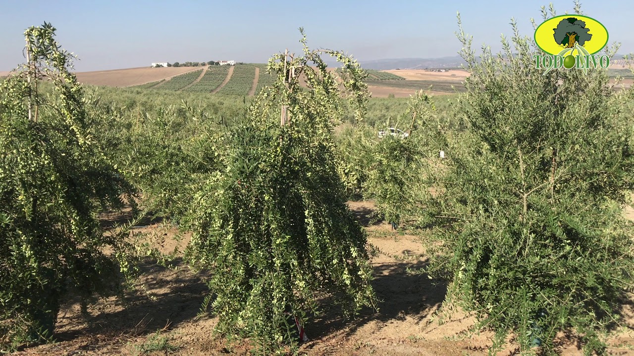 𝗦𝗘𝗫𝗧𝗢 𝗩𝗜𝗗𝗘𝗢 𝗡𝗨𝗘𝗩𝗔𝗦 𝗩𝗔𝗥𝗜𝗘𝗗𝗔𝗗𝗘𝗦 𝗣𝗥𝗢𝗚𝗥𝗔𝗠𝗔 𝗠𝗘𝗝𝗢𝗥𝗔 𝗚𝗘𝗡𝗘́𝗧𝗜𝗖𝗔