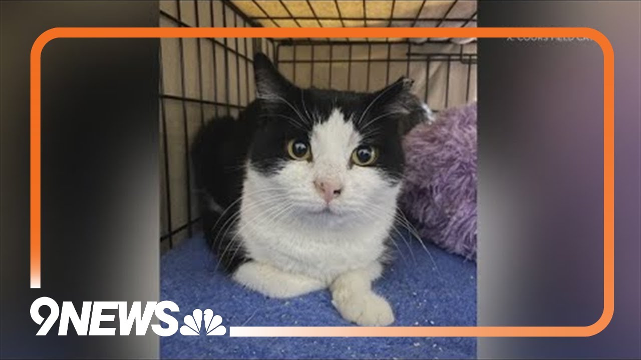 Coors Field cat goes missing