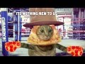 The pizzacat  pizza all the time churro made the beat original viral 2014