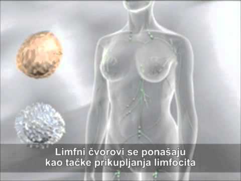 Hematološke maligne bolesti- Limfomi - Građa i funkcija