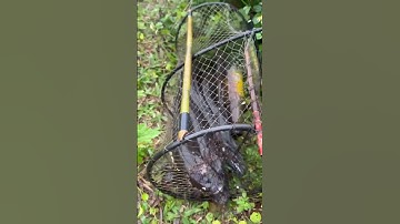 Thăm lờ cá lóc trúng cá đầy lờ #locacaitien #fishing #caloc #bắtcálóc