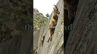 Mountain Goats Climbing Walls