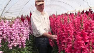 Huge Snapdragons & Yellow Craspedia - Beautiful to see on the farm