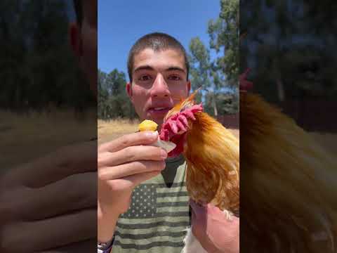 Eat An Egg