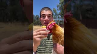 Eat An Egg In Front Of A Chicken 🐔