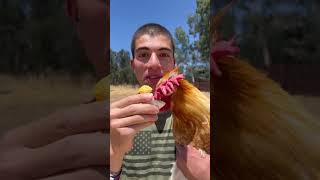 Eat An Egg In Front Of A Chicken