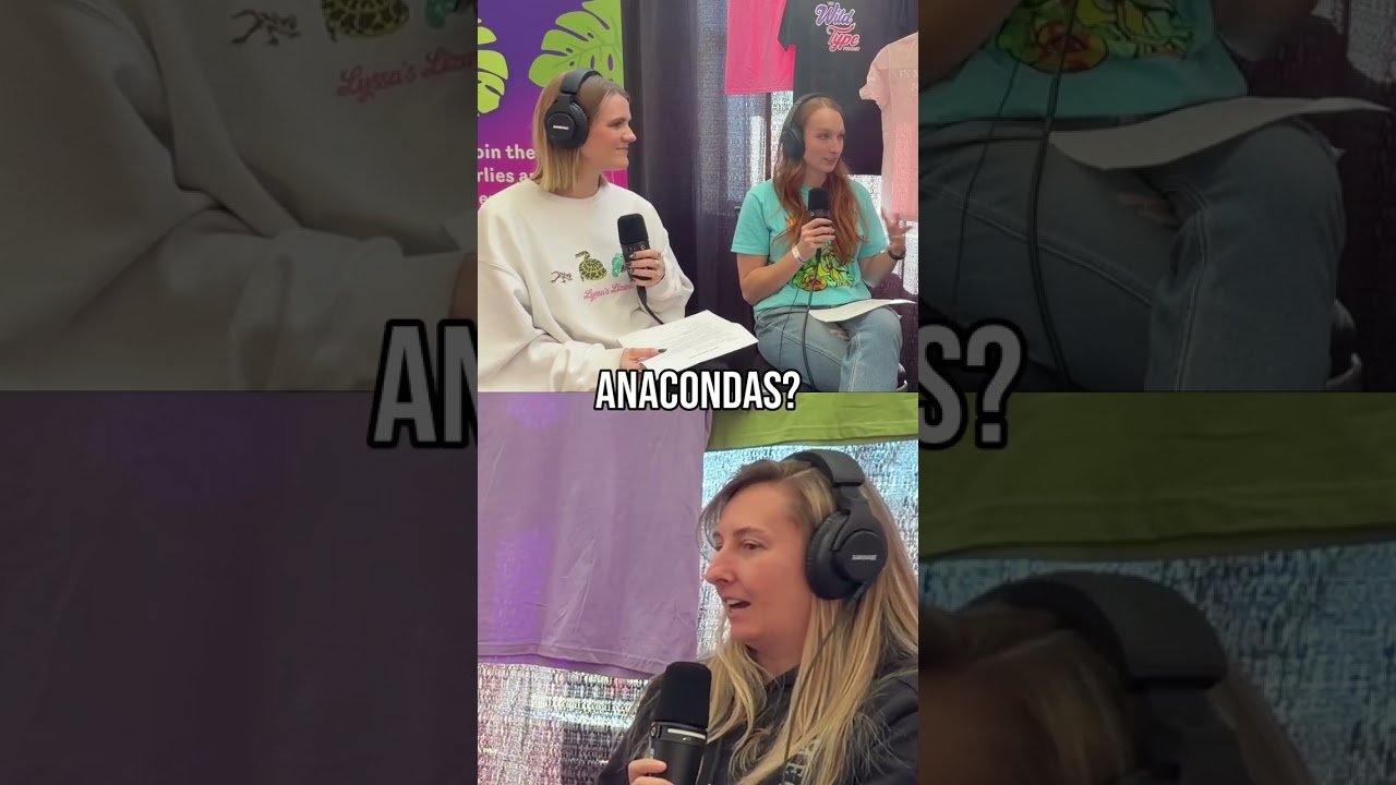 Where did the name Megaconda come from?