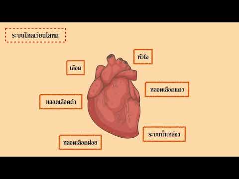 สรุประบบไหลเวียนโลหิตของมนุษย์