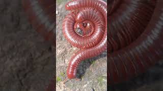 I left my friend who was sleeping #wildlife #centipede #millipede #invertebrate #arthropoda #insects