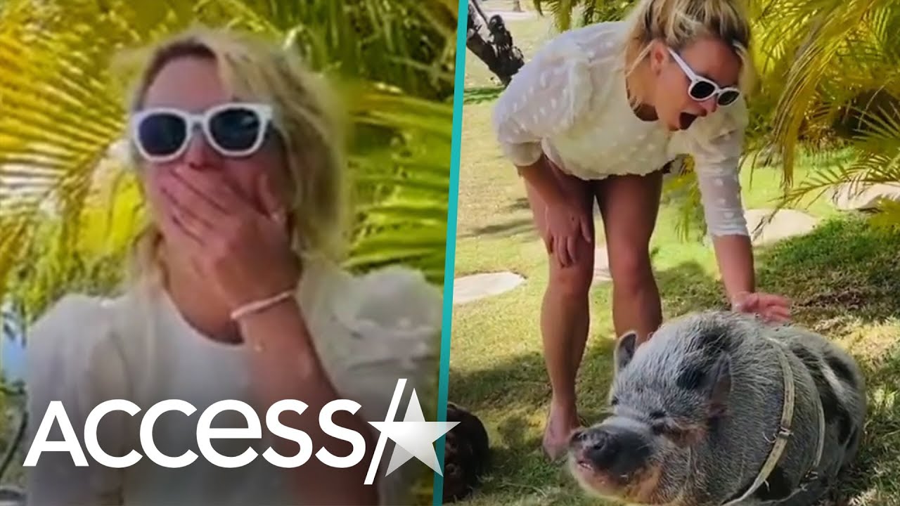 Britney Spears Delighted To Pet Pot-Bellied Pig In Hawaii