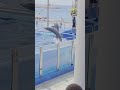 @MarinelandMallorca #dolphin #show #spaintravel #mallorca