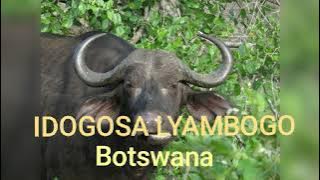IDOGOSA LYAMBOGO  Bostwana by N recods